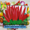 Benih Cabai Rawit Besar Paprika Bibit Biji Tanaman Benih Cabai Rawit Besar Paprika Bibit Biji Tanaman