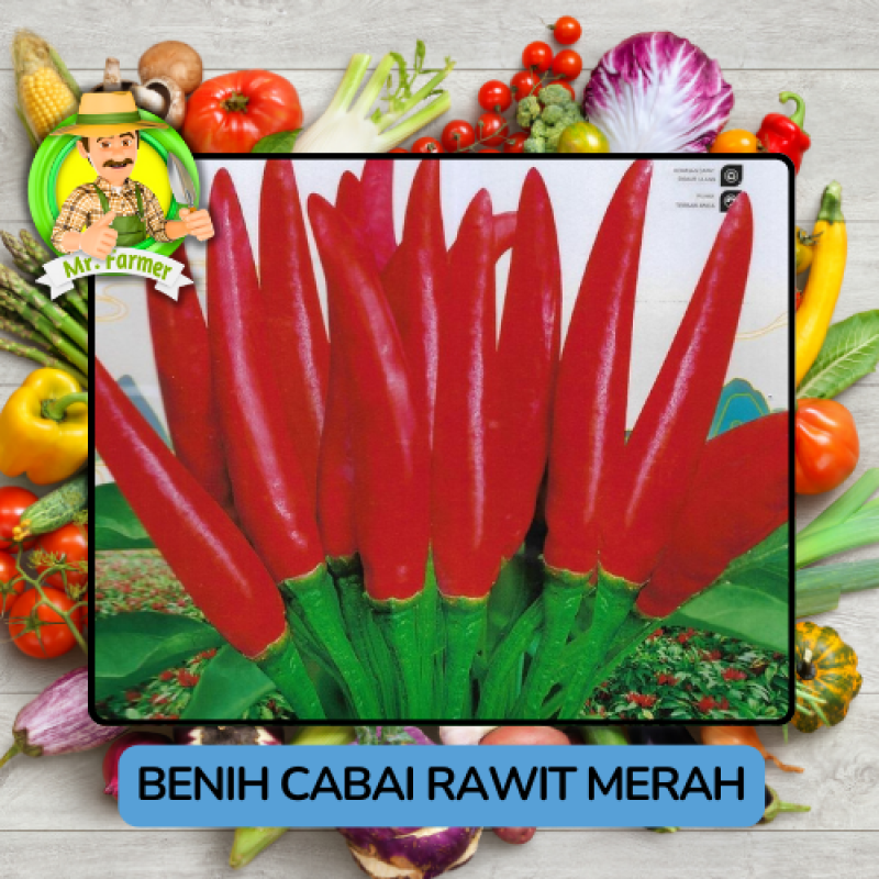 Benih Cabai Rawit Besar Paprika Bibit Biji Tanaman Benih Cabai Rawit Besar Paprika Bibit Biji Tanaman