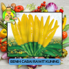 Benih Cabai Rawit Besar Paprika Bibit Biji Tanaman Benih Cabai Rawit Besar Paprika Bibit Biji Tanaman