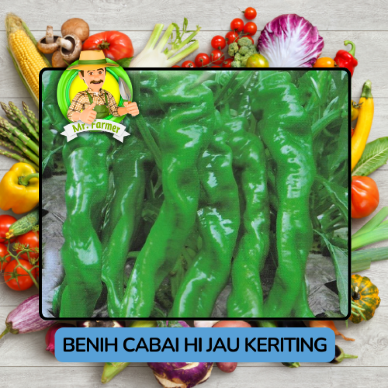 Benih Cabai Rawit Besar Paprika Bibit Biji Tanaman Benih Cabai Rawit Besar Paprika Bibit Biji Tanaman