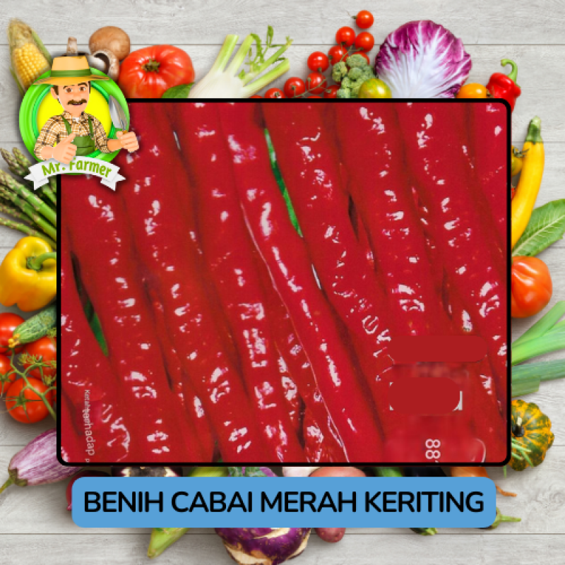 Benih Cabai Rawit Besar Paprika Bibit Biji Tanaman Benih Cabai Rawit Besar Paprika Bibit Biji Tanaman