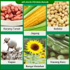 Alat Tanam Benih Jagung Kacang Padi Dorong Manual 8 Lubang Alat Tanam Benih Jagung Kacang Padi Dorong Manual 8 Lubang