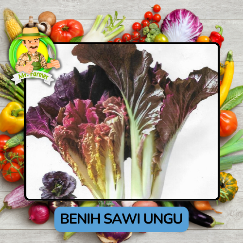 Benih Sayuran Sawi Hijau Putih Bibit Biji Tanaman Benih Sayuran Sawi Hijau Putih Bibit Biji Tanaman