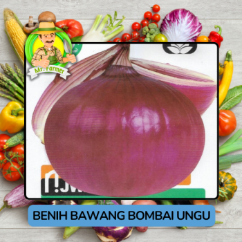 Benih Bawang Bombai Ungu Bibit Biji Tanaman