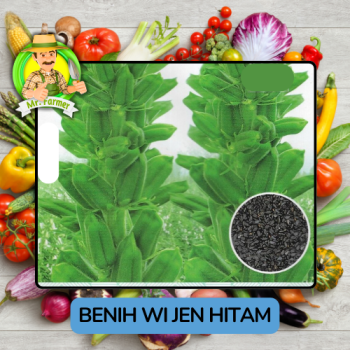 Benih Wijen Putih Hitam Bibit Biji Tanaman