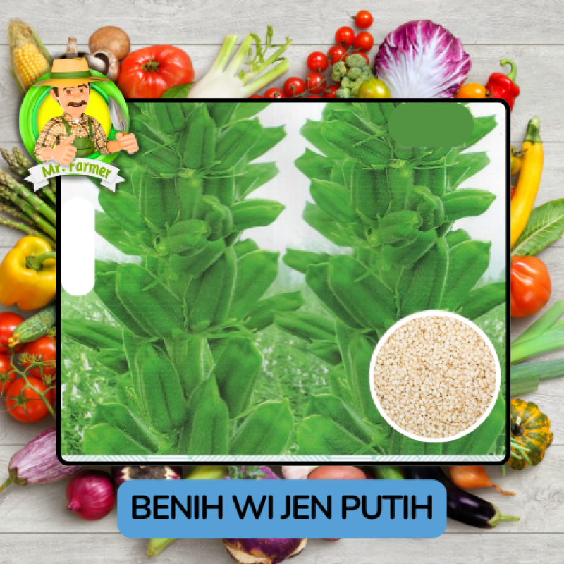 Benih Wijen Putih Hitam Bibit Biji Tanaman Benih Wijen Putih Hitam Bibit Biji Tanaman