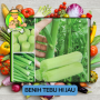 Benih Tebu Hijau Bibit Biji Tanaman