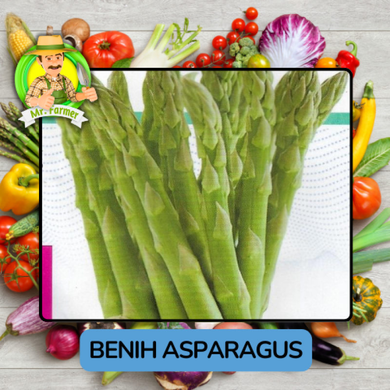 Benih Sayuran Asparagus Bibit Biji Tanaman Benih Sayuran Asparagus Bibit Biji Tanaman