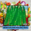 Benih Kacang Polong Hijau Ungu Bibit Biji Tanaman Benih Kacang Polong Hijau Ungu Bibit Biji Tanaman