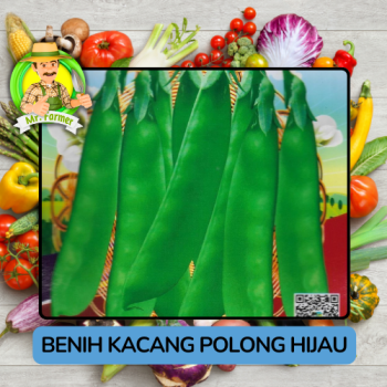 Benih Kacang Polong Hijau Ungu Bibit Biji Tanaman