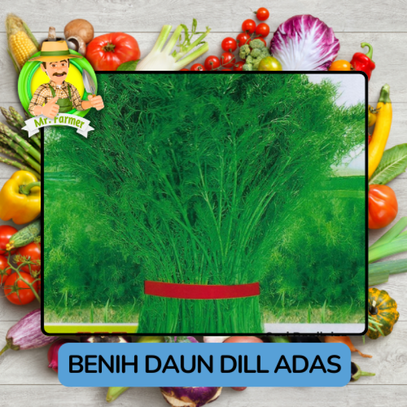 Benih Sayuran Dill Adas Bibit Biji Tanaman Benih Sayuran Dill Adas Bibit Biji Tanaman