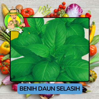 Benih Selasih Bibit Biji Tanaman