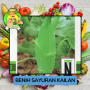 Benih Sayuran Kailan Bibit Biji Tanaman