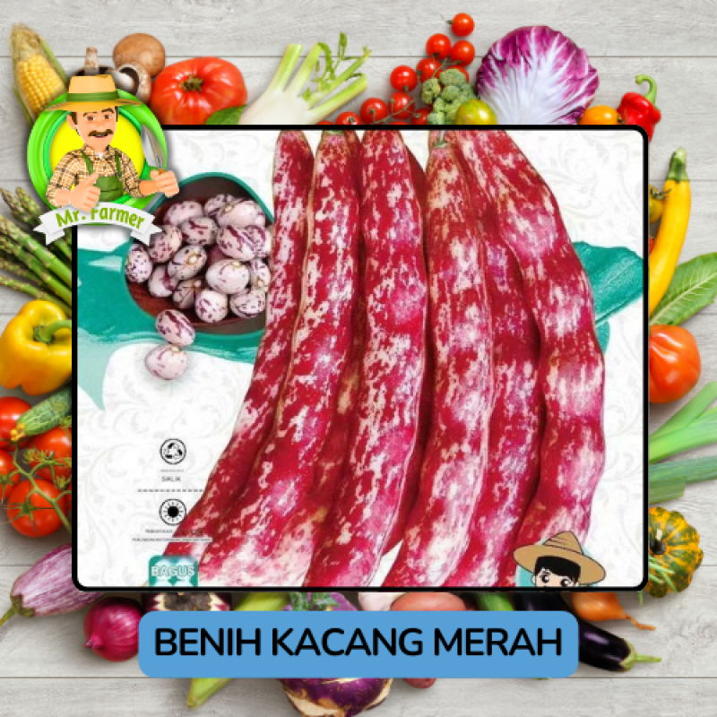 Benih Kacang Merah Bibit Biji Tanaman Benih Kacang Merah Bibit Biji Tanaman