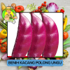 Benih Kacang Polong Hijau Ungu Bibit Biji Tanaman Benih Kacang Polong Hijau Ungu Bibit Biji Tanaman