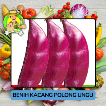 Benih Kacang Polong Hijau Ungu Bibit Biji Tanaman