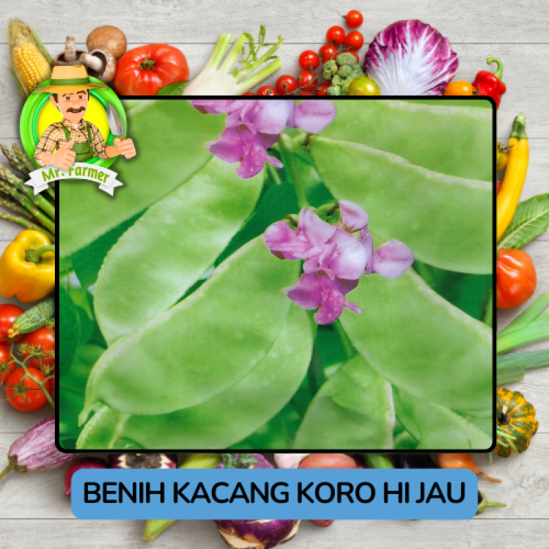 Benih Kacang Koro Hijau Bibit Biji Tanaman Benih Kacang Koro Hijau Bibit Biji Tanaman