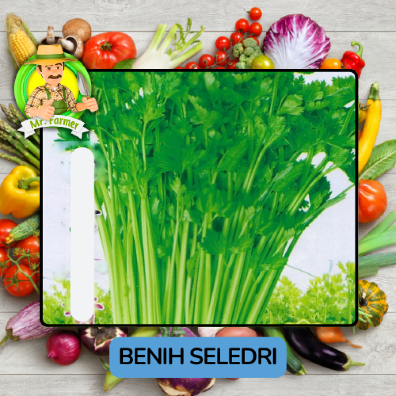 Benih Sayuran Seledri Bibit Biji Tanaman