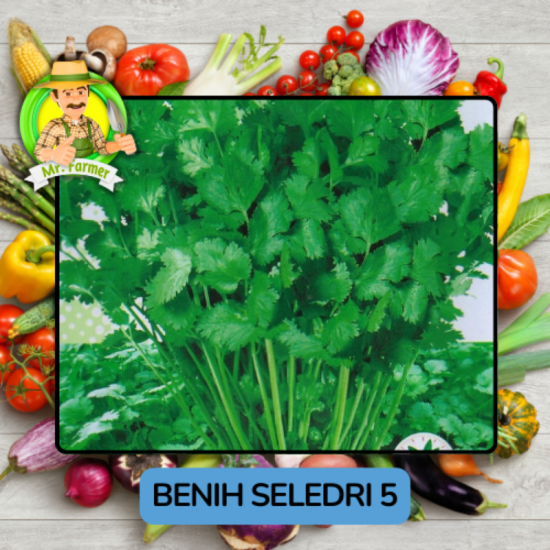Benih Sayuran Seledri Bibit Biji Tanaman Benih Sayuran Seledri Bibit Biji Tanaman