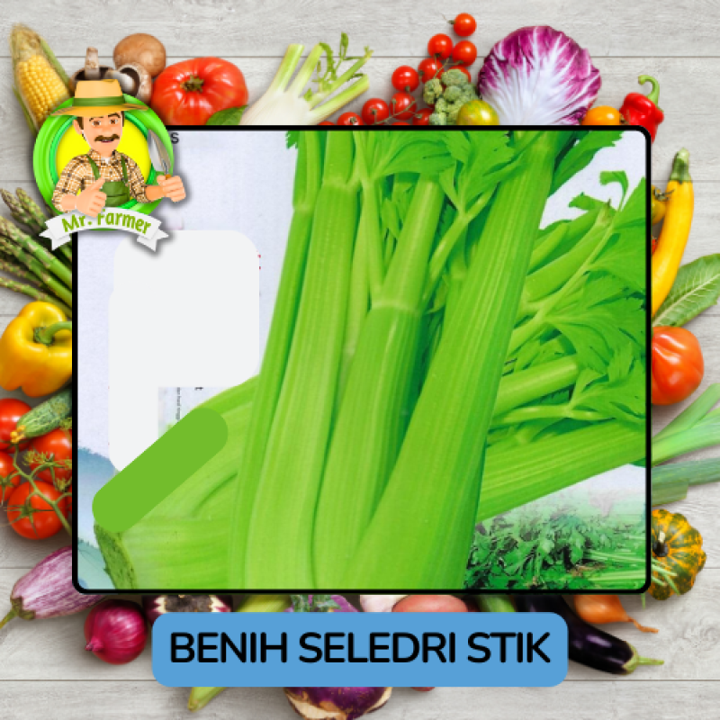 Benih Sayuran Seledri Bibit Biji Tanaman Benih Sayuran Seledri Bibit Biji Tanaman