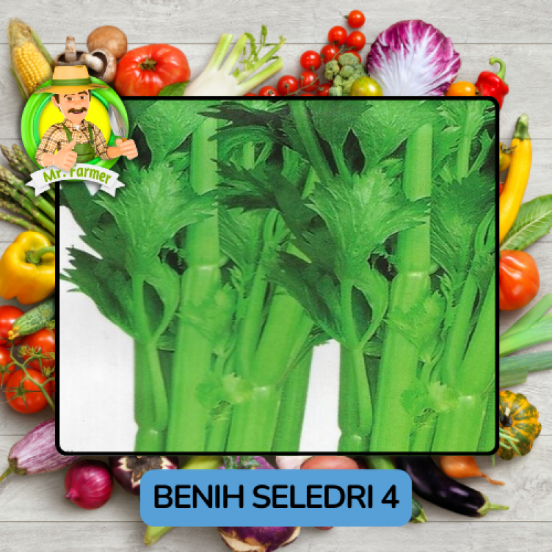 Benih Sayuran Seledri Bibit Biji Tanaman Benih Sayuran Seledri Bibit Biji Tanaman