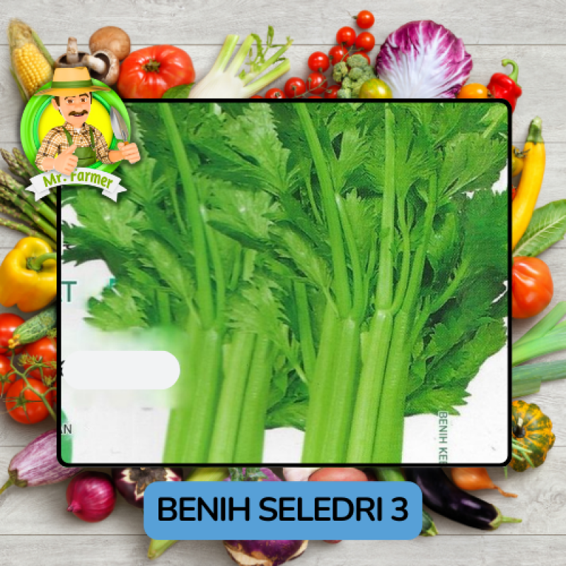 Benih Sayuran Seledri Bibit Biji Tanaman Benih Sayuran Seledri Bibit Biji Tanaman