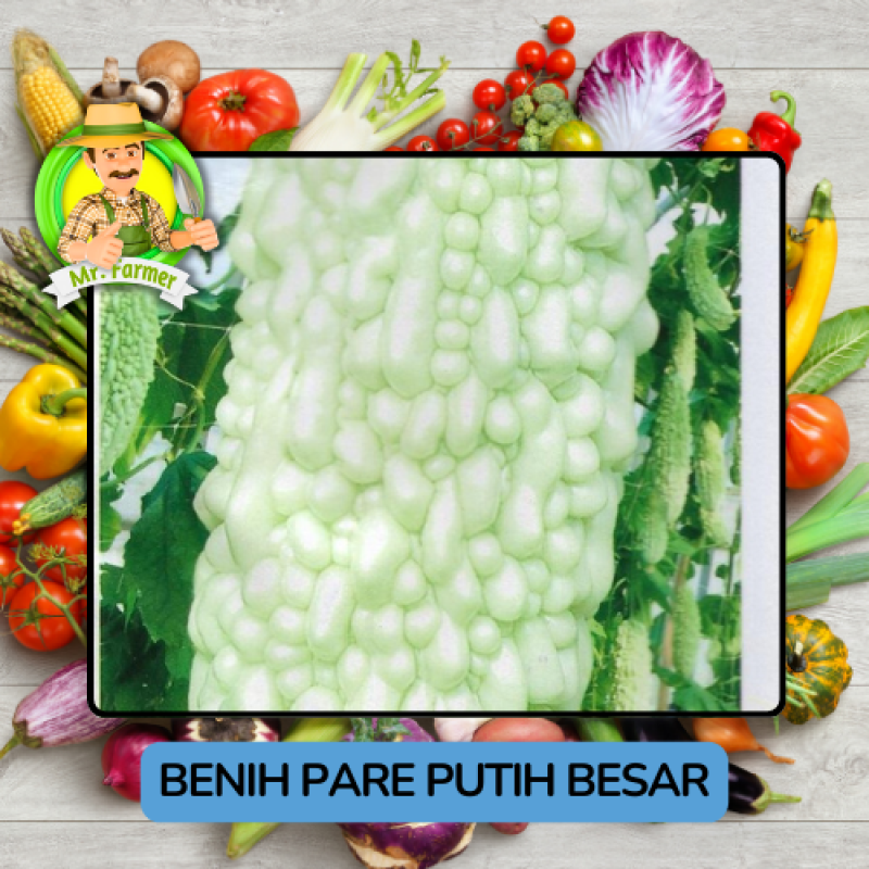 Benih Sayuran Pare Besar Putih Hijau Bibit Biji Tanaman Benih Sayuran Pare Besar Putih Hijau Bibit Biji Tanaman