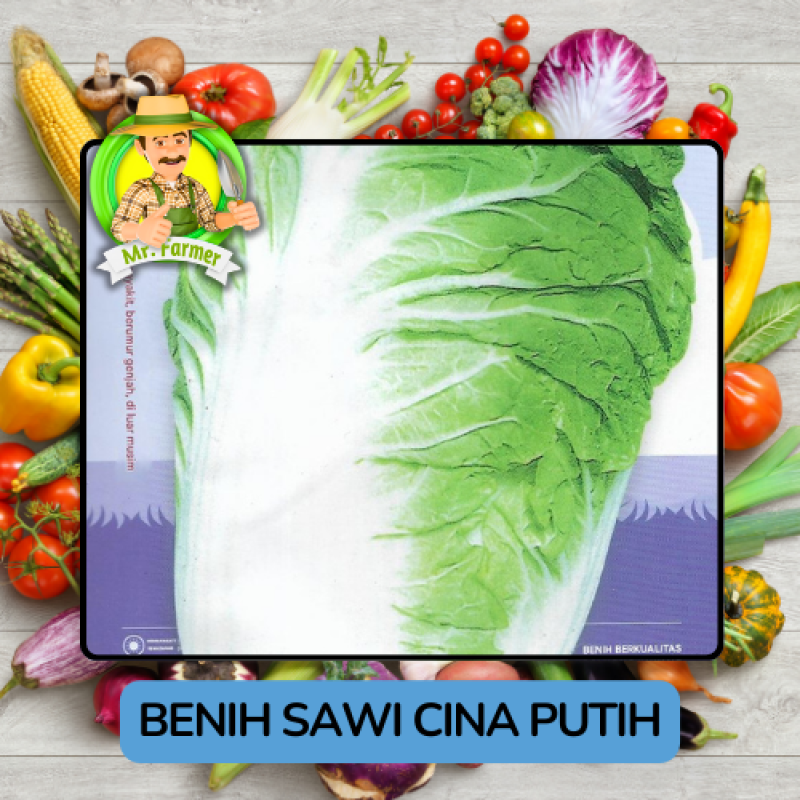 Benih Sayuran Sawi Hijau Putih Bibit Biji Tanaman Benih Sayuran Sawi Hijau Putih Bibit Biji Tanaman