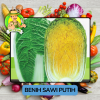 Benih Sayuran Sawi Hijau Putih Bibit Biji Tanaman Benih Sayuran Sawi Hijau Putih Bibit Biji Tanaman