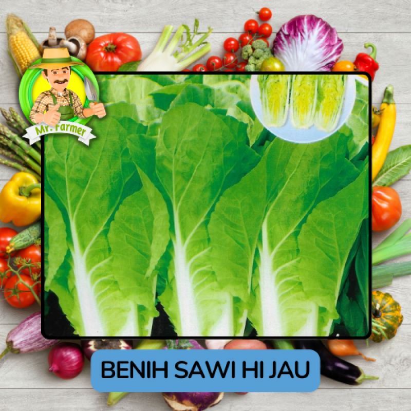 Benih Sayuran Sawi Hijau Putih Bibit Biji Tanaman Benih Sayuran Sawi Hijau Putih Bibit Biji Tanaman