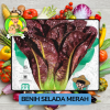 Benih Sayuran Selada Hijau Ungu Bibit Biji Tanaman