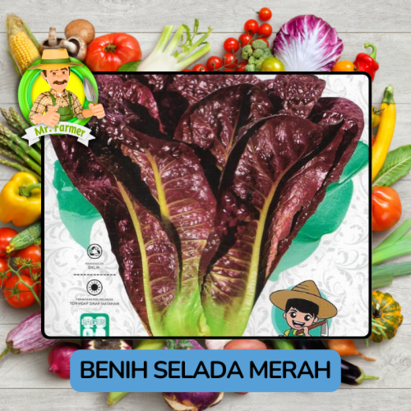 Benih Sayuran Selada Hijau Ungu Bibit Biji Tanaman Benih Sayuran Selada Hijau Ungu Bibit Biji Tanaman