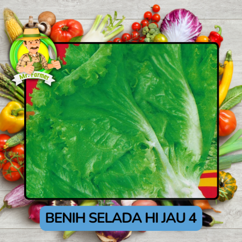 Benih Sayuran Selada Hijau Ungu Bibit Biji Tanaman Benih Sayuran Selada Hijau Ungu Bibit Biji Tanaman