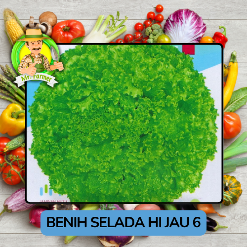 Benih Sayuran Selada Hijau Ungu Bibit Biji Tanaman Benih Sayuran Selada Hijau Ungu Bibit Biji Tanaman