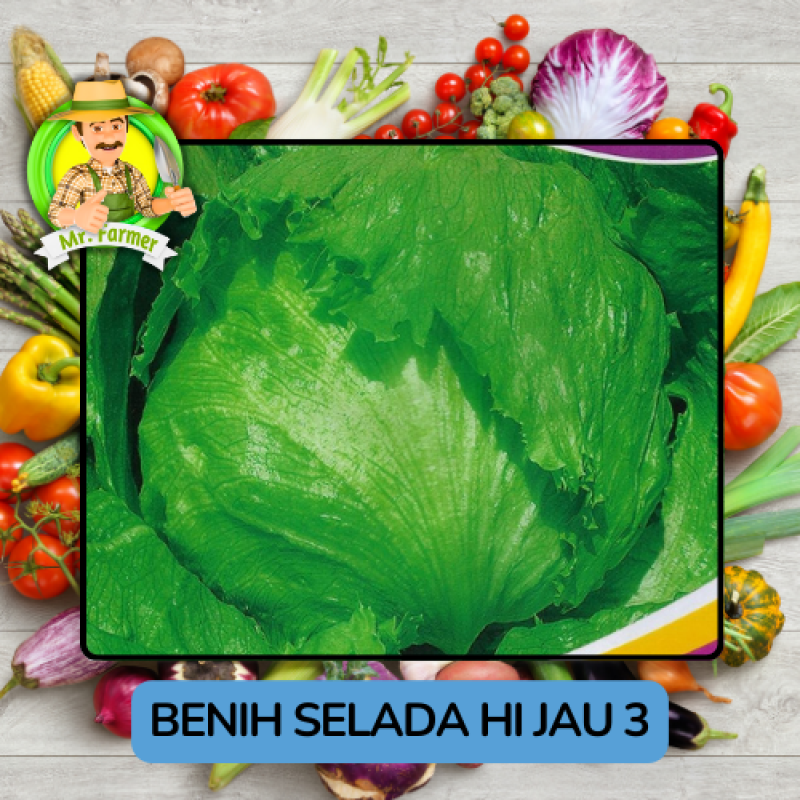 Benih Sayuran Selada Hijau Ungu Bibit Biji Tanaman Benih Sayuran Selada Hijau Ungu Bibit Biji Tanaman