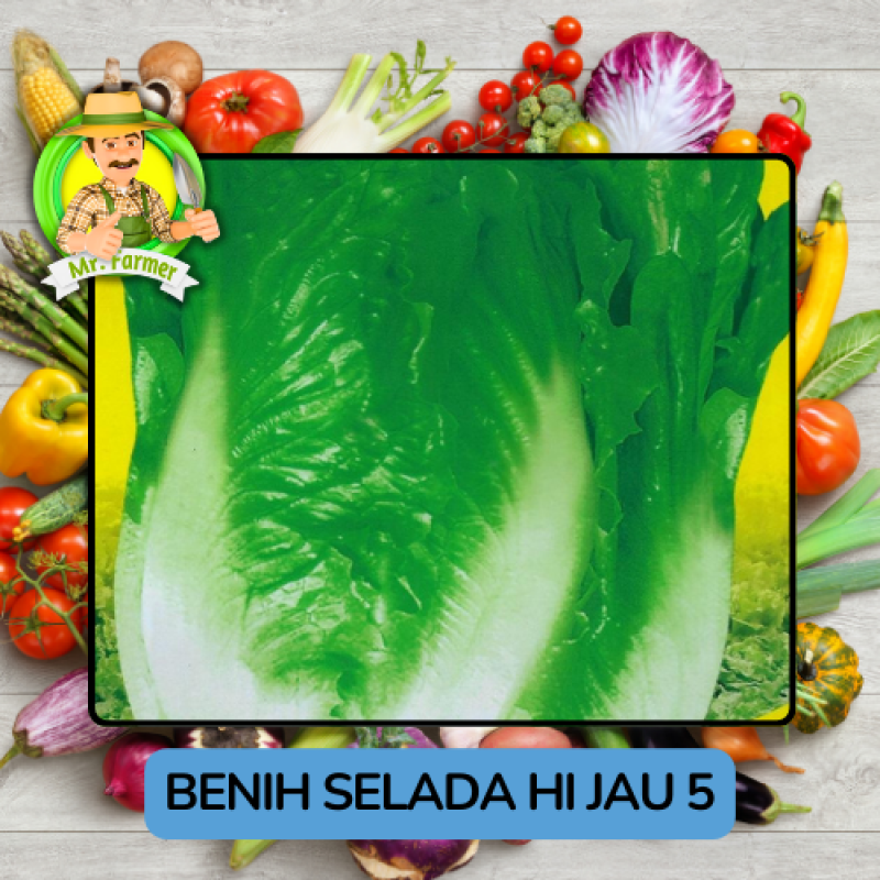 Benih Sayuran Selada Hijau Ungu Bibit Biji Tanaman Benih Sayuran Selada Hijau Ungu Bibit Biji Tanaman