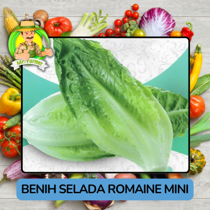 Benih Sayuran Selada Hijau Ungu Bibit Biji Tanaman Benih Sayuran Selada Hijau Ungu Bibit Biji Tanaman