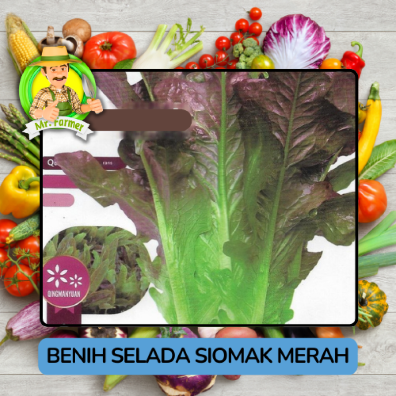 Benih Sayuran Selada Hijau Ungu Bibit Biji Tanaman Benih Sayuran Selada Hijau Ungu Bibit Biji Tanaman