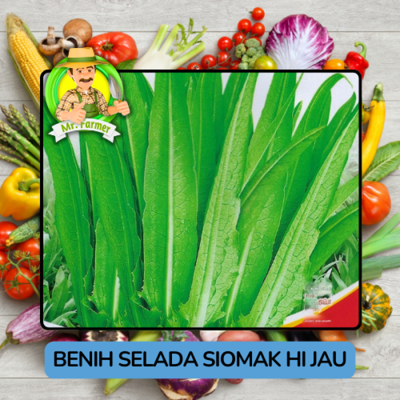 Benih Sayuran Selada Hijau Ungu Bibit Biji Tanaman Benih Sayuran Selada Hijau Ungu Bibit Biji Tanaman