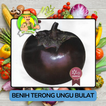Benih Sayuran Terong Ungu Bibit Biji Tanaman