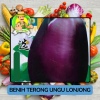 Benih Sayuran Terong Ungu Bibit Biji Tanaman