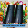Benih Sayuran Terong Ungu Bibit Biji Tanaman