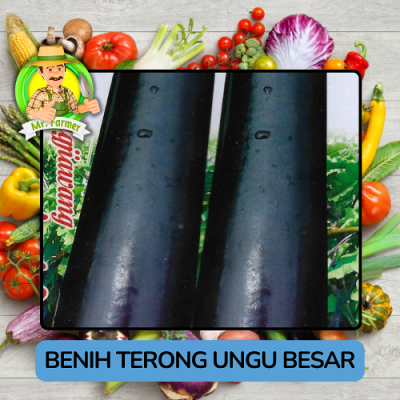 Benih Sayuran Terong Ungu Bibit Biji Tanaman Benih Sayuran Terong Ungu Bibit Biji Tanaman