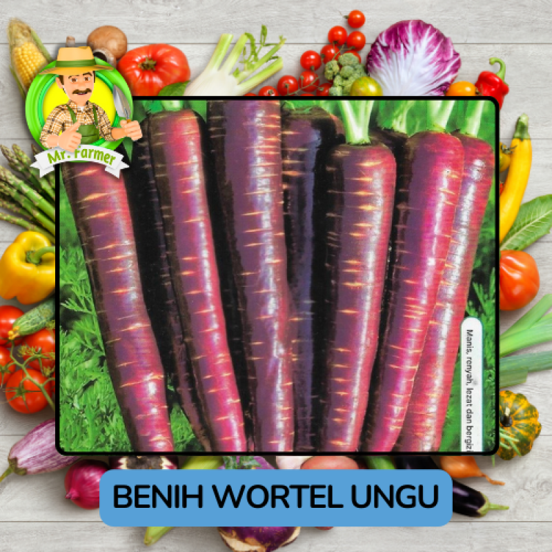 Benih Sayuran Wortel Ungu Kuning Bibit Biji Tanaman Benih Sayuran Wortel Ungu Kuning Bibit Biji Tanaman