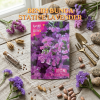 Benih Bunga Statice Lavender