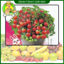 Benih Tomat Cherry