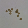 Ring Mosfet