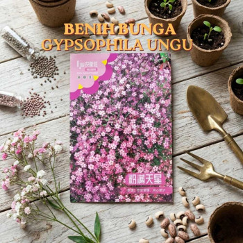 Benih Bunga Gypsophila Ungu