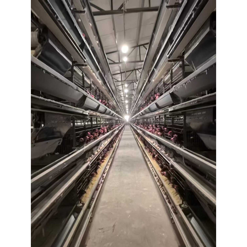 Automatic chicken cage - 7M width*10M length H type