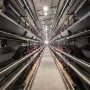 Automatic chicken cage - 7M width*10M length H type
